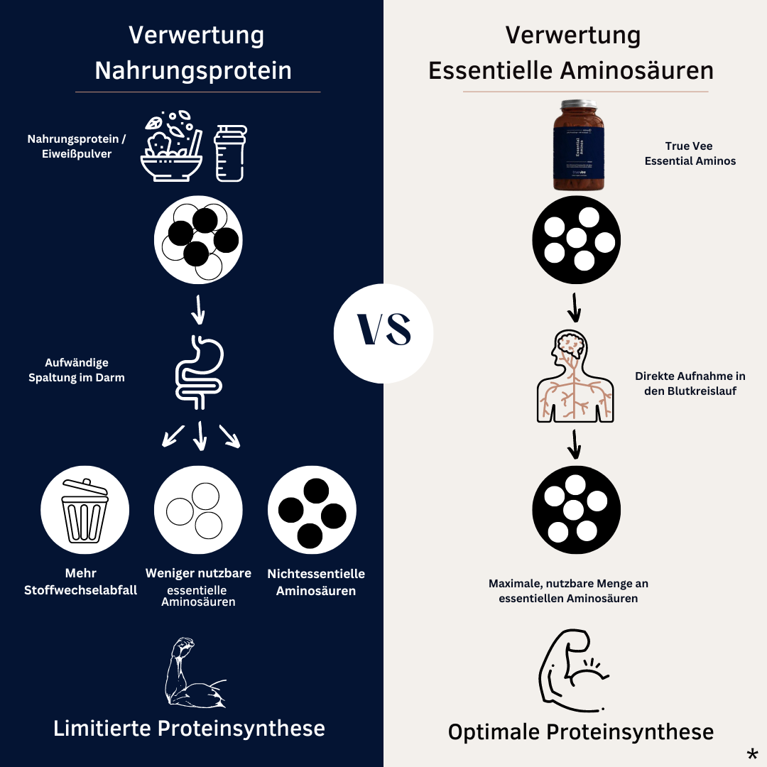 Grafische Abbildung der Verdauung von Essentiellen Aminosäuren und Nahrungsprotein