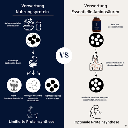 Grafische Abbildung der Verdauung von Essentiellen Aminosäuren und Nahrungsprotein